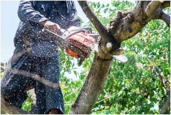 tree services Murphys Estates